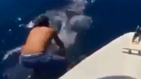 VÍDEO - homem 'monta' em tubarão-baleia e viraliza na web - Imagem: reprodução redes sociais