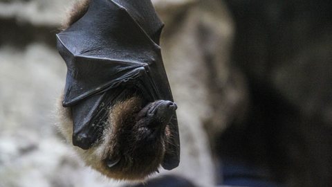 Idoso é mordido por morcego enquanto dormia e consequência deixa médicos surpresos - Imagem: reprodução Freepik