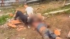 Homem morre após ataque feroz de pitbulls em São Paulo - Imagem: Reprodução / Metrópoles