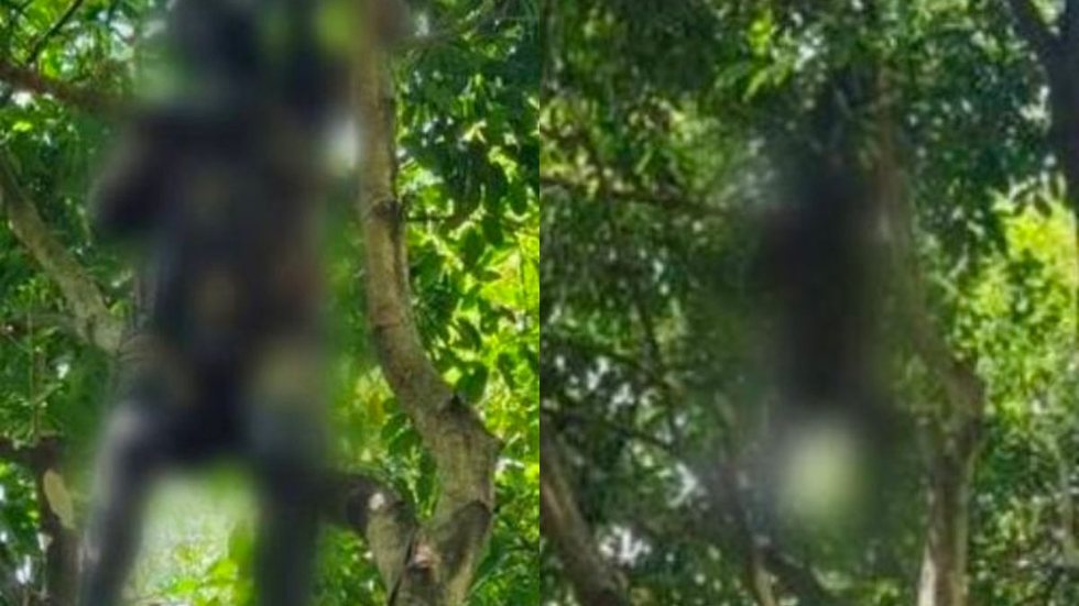 Causa da morte de homem achado pendurado em árvore é revelada - Imagem: reprodução R7