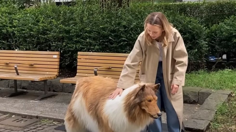 VÍDEO - homem que queria ser cão faz 1º passeio em público - Imagem: reprodução Twitter