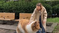 VÍDEO - homem que queria ser cão faz 1º passeio em público - Imagem: reprodução Twitter