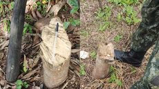 Homem leva multa de R$ 4,8 mil após derrubar 16 árvores no interior de SP - Imagem: Reprodução/Polícia Militar Ambiental