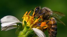 Idosa desaparece em área florestal após ataque de abelhas no interior de SP - Imagem: Reprodução / Freepik
