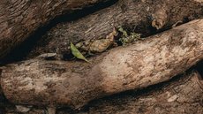 Idoso agride esposa com pedaço de pau em SP - Imagem: Reprodução / Pexels