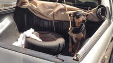Idoso deixa cão preso na carroceria de picape por mais de 2 horas - Imagem: Divulgação / Polícia Militar Ambiental