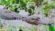 Idoso é devorado vivo por crocodilos após cair em criadouro - Imagem ilustrativa: Freepik
