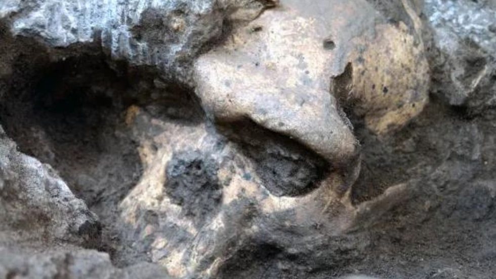 Crânio de 300 mil anos encontrado na China desafia historiadores - Imagem: Reprodução | Museu Nacional da Geórgia