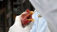 Gripe aviária - Imagem: Divulgação / Embrapa