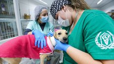 Cãozinho é atendido no Hospital Veterinário Unidade Leste - Imagem: Divulgação / Ciete Silvério / SECOM SP