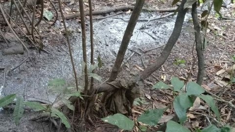 Homem encontra corpo em decomposição em matagal. - Imagem: Divulgação | PM-AM