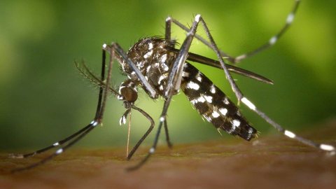Dengue - Imagem: Reprodução | Pixabay