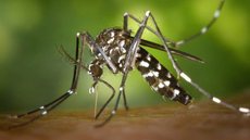 Dengue - Imagem: Reprodução | Pixabay