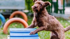Cerca de 300 cães e gatos aguardam um lar amoroso: todos castrados, vacinados e identificados - Imagem: Divulgação / Leon Rodrigues / SECOM