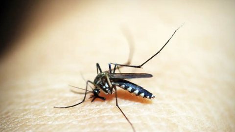 Mosquito da dengue. - Imagem: Reprodução | Pixabay