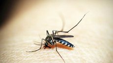Mosquito da dengue. - Imagem: Reprodução | Pixabay