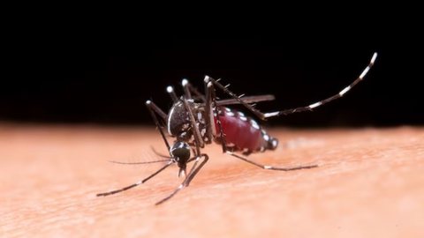 Mosquito Aedes Aegypti. - Imagem: Reprodução | Freepik