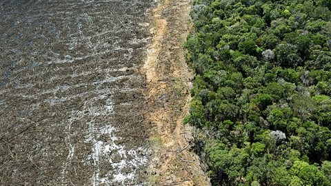 Desmatamento. - Imagem: Reprodução | X (Twitter) - @AFPnews