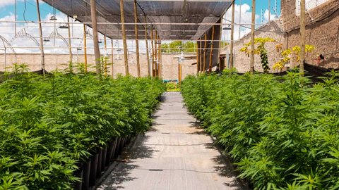 Plantação de cannabis medicinal na Abrace - Imagem: Divulgação | Comunicação / Abrace
