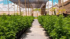 Plantação de cannabis medicinal na Abrace - Imagem: Divulgação | Comunicação / Abrace