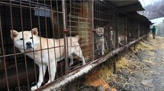 Proibição da indústria de carne de cachorro é aprovada por unanimidade - Imagem: Reprodução |Ed Jones/AFP