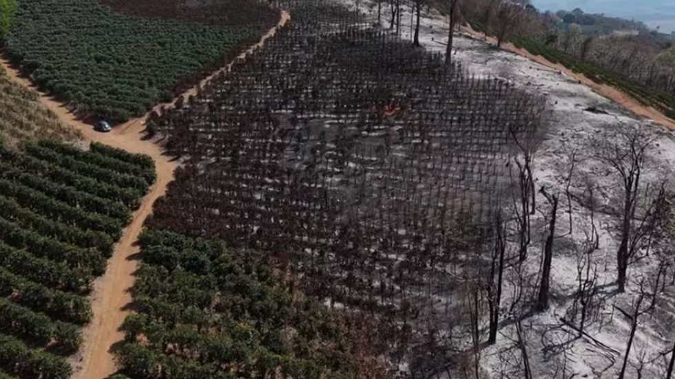 Caconde enfrenta prejuízos milionários após devastação que comprometeu anos de trabalho - Imagem: Reprodução / EPTV