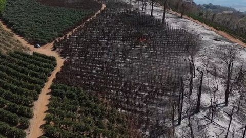 Caconde enfrenta prejuízos milionários após devastação que comprometeu anos de trabalho - Imagem: Reprodução / EPTV