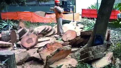 Fundação Butantan planeja compensar derrubada com o plantio de mais de 9 mil mudas no próprio complexo - Imagem: Reprodução | Redes Sociais