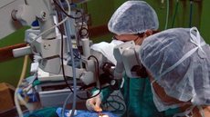 Com foco em biossegurança e inovação, o Nutabes utilizará suínos geneticamente modificados para pesquisas clínicas - Imagem: Reprodução/Agência Brasil