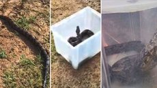 Jiboia de 1,5 metro é resgatada em trilha de parque no interior de SP - Imagem: Divulgação / Defesa Civil