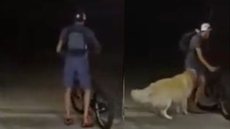 VÍDEO - ladrão interrompe assalto para brincar com cachorro; assista - Imagem: reprodução
