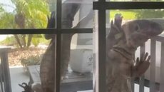 Lagarto gigante aparece em casa na Flórida - Foto: Reprodução / Facebook