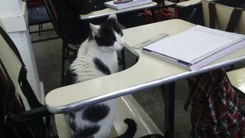 Gato toma conta de carteira de estudante e ‘assiste’ a aula em faculdade de Salto