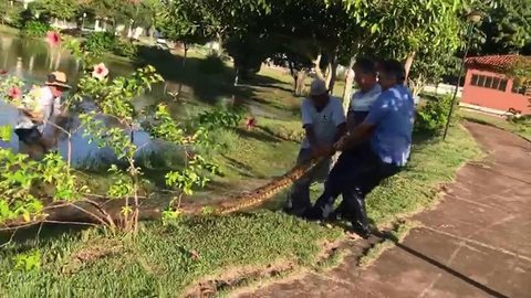 Funcionários resgatam sucuri encontrada em lago de termas de Ibirá