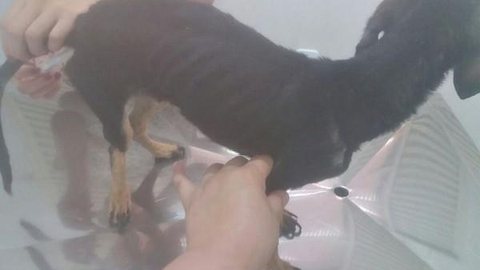 Protetora resgata cães abandonados por donos durante mudança de casa em Araçatuba