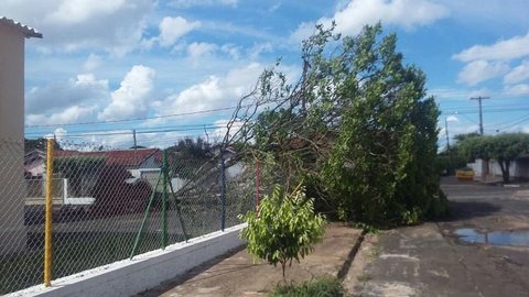 Chuva forte arranca árvores e causa estragos em bairros de Penápolis