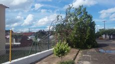 Chuva forte arranca árvores e causa estragos em bairros de Penápolis