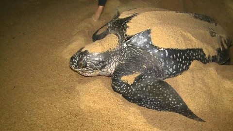 Tartarugas superam lama da Samarco em Regência e desova volta a crescer no ES