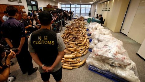 Hong Kong confisca sete toneladas de marfim, a maior apreensão em 30 anos