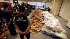 Hong Kong confisca sete toneladas de marfim, a maior apreensão em 30 anos