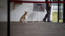 Criada por funcionários, cachorrinha mora na Assembleia Legislativa