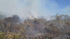 Equipes dos bombeiros lutam para conter queimadas no pantanal