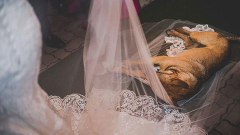 Vira-lata invade casamento, deita no véu da noiva e imagem bomba na web: ‘Foi uma bênção’