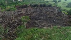 Justiça Federal proíbe Ibama de anular sanções ambientais no estado de SP em áreas de preservação da Mata Atlântica
