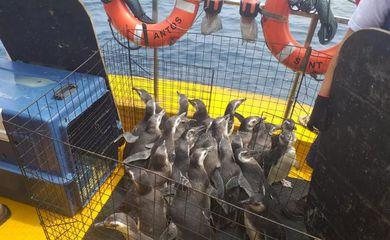 Projeto devolve à natureza 31 pinguins resgatados no litoral do país
