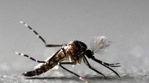 Prefeitura de SP antecipa plano de combate ao Aedes aegypti para evitar surtos de dengue e febre amarela