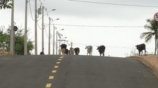Bois são flagrados pastando às margens de rodovia e em avenida de Fernandópolis