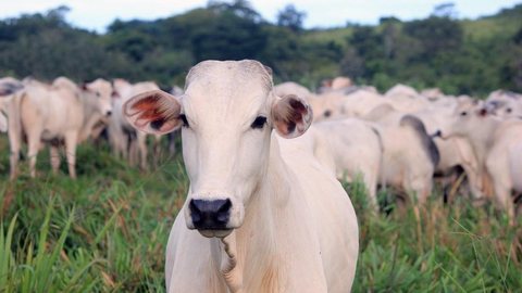 Governo pede para frigoríficos suspenderem produção de carne para a China