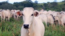 Governo pede para frigoríficos suspenderem produção de carne para a China