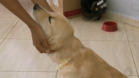 Número de casos de leishmaniose em cães aumenta em Pereira Barreto